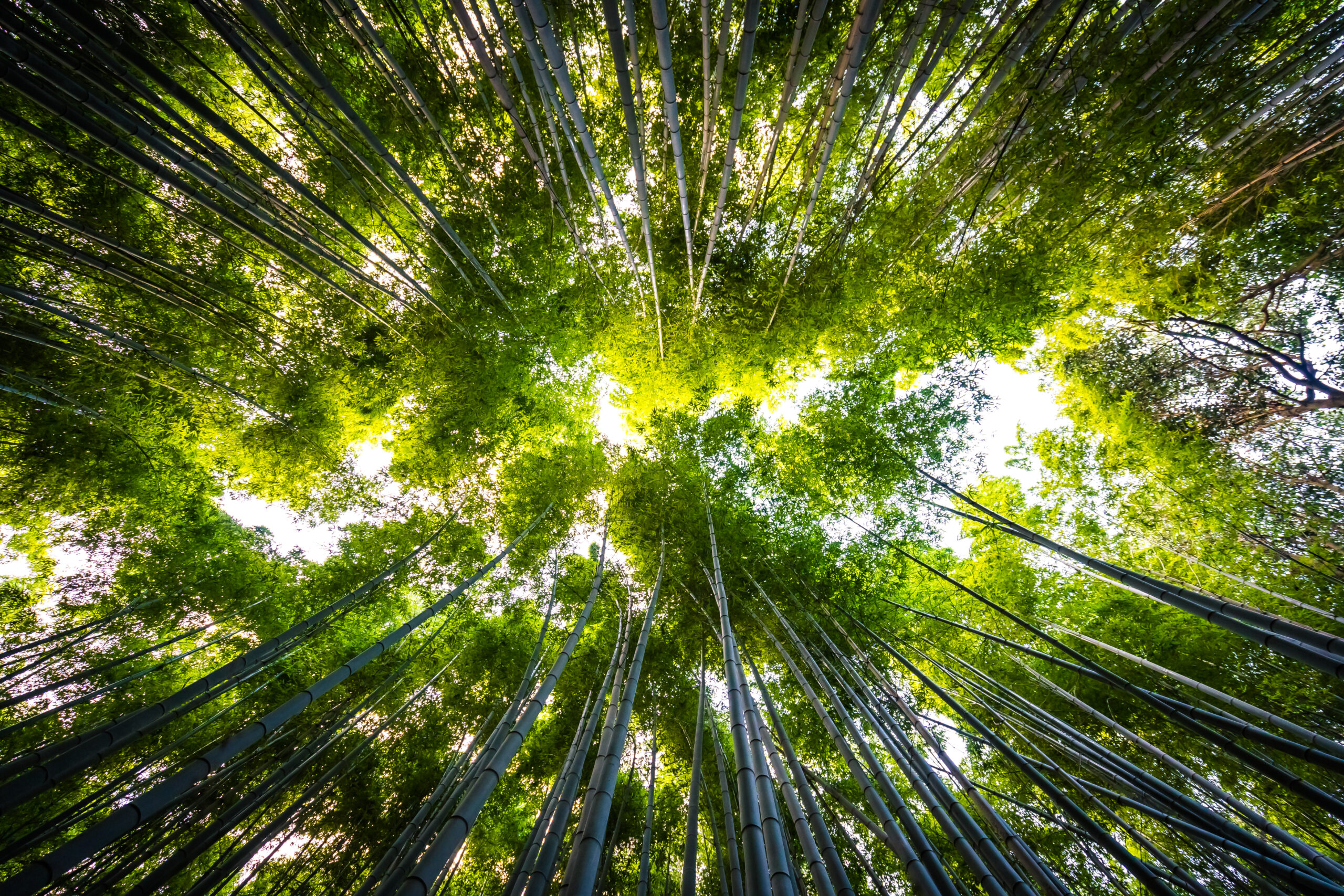 programas de wellbeing para empresas